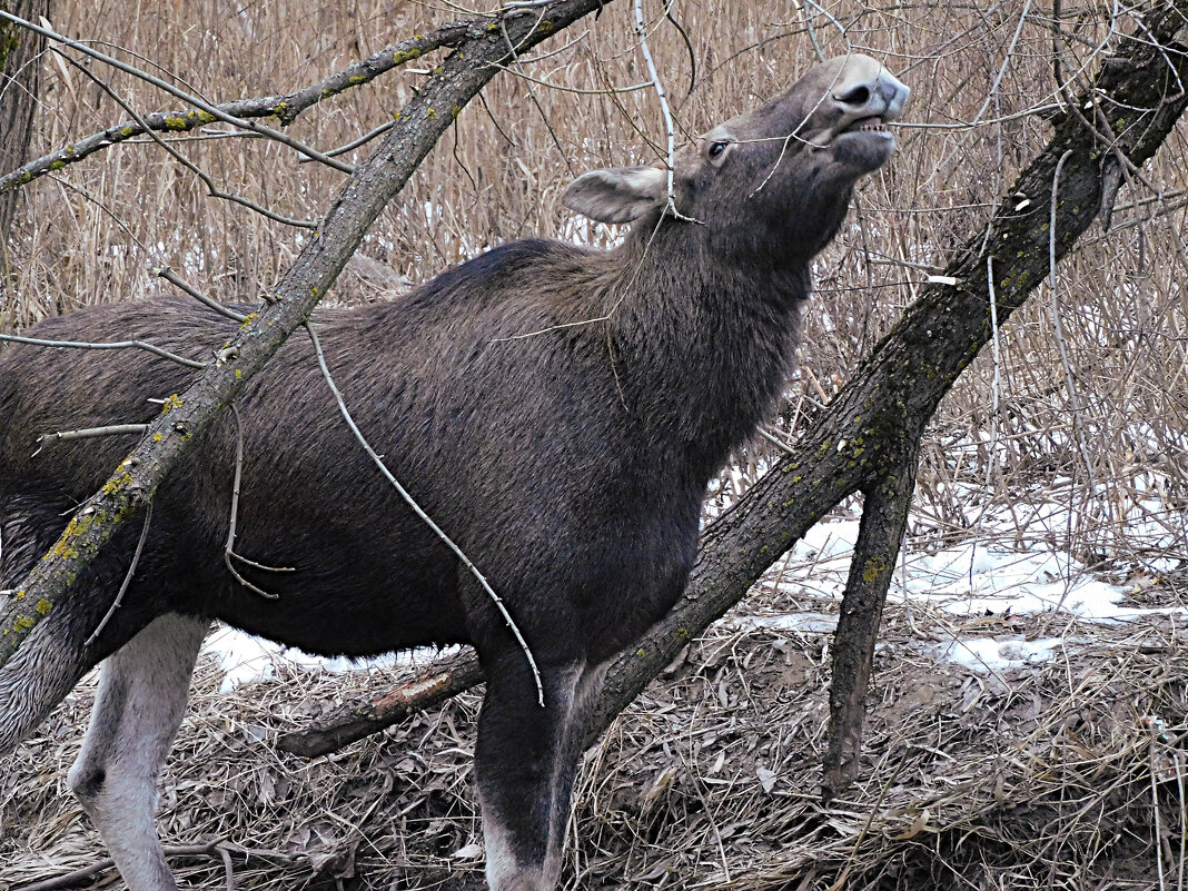 Лосиха - Лина Лосиха - Лина