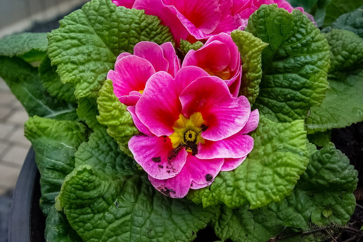 Примула... - Николай Гирш