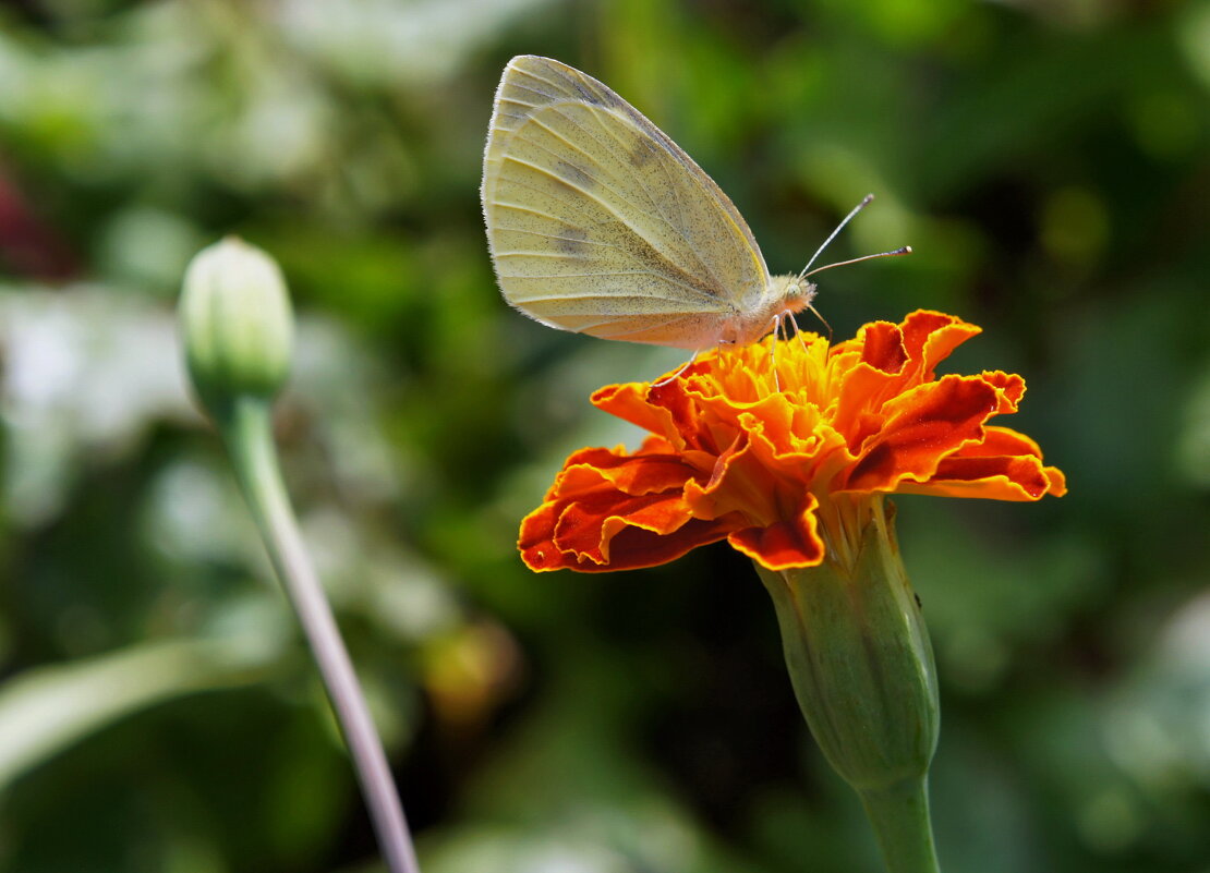Бабочка на цветке бархатца. - сергей ермошкин
