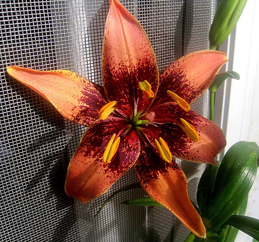 Моя Ли.. - Елена Семигина Моя Ли.. - Елена Семигина