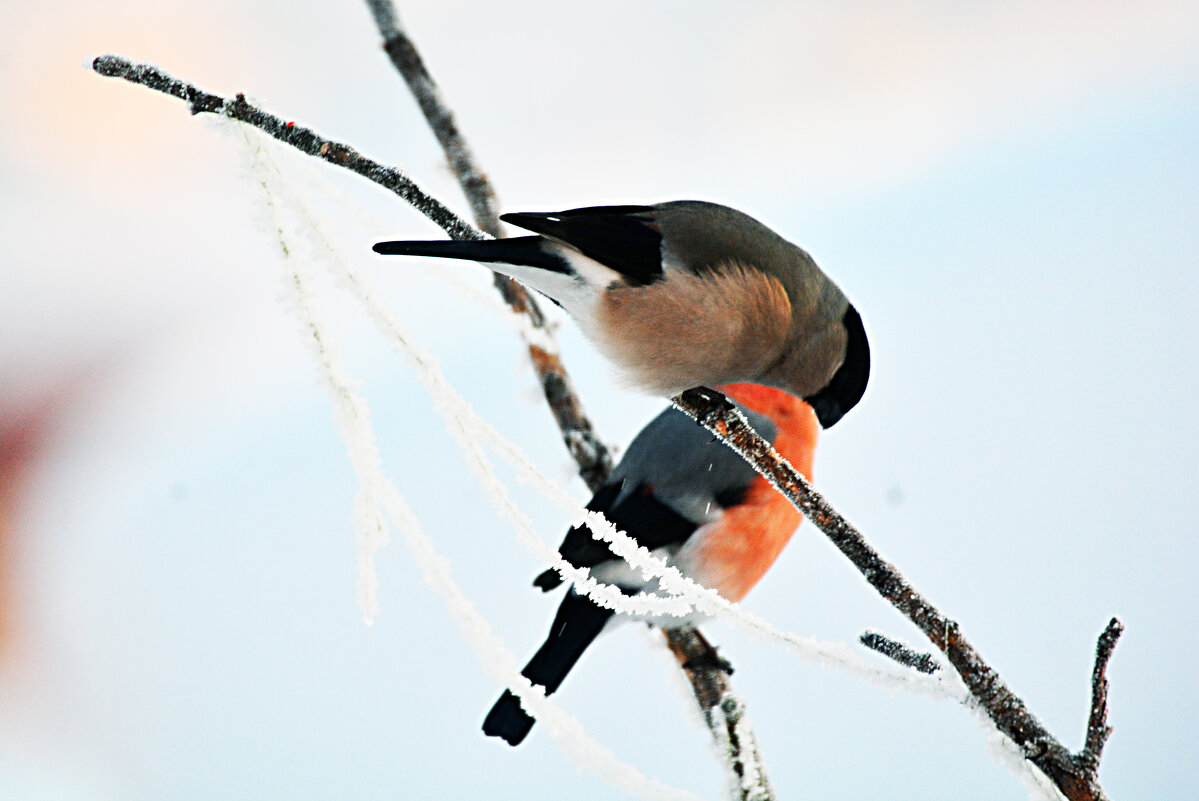 это любовь !!! - леонид логинов