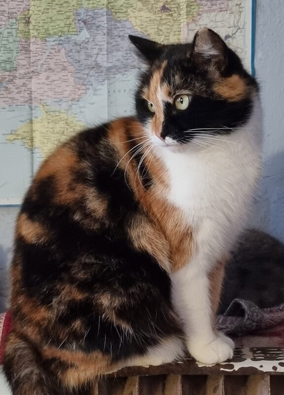 Кто-то там чирикнул за окном... - Наталья Кто-то там чирикнул за окном... - Наталья