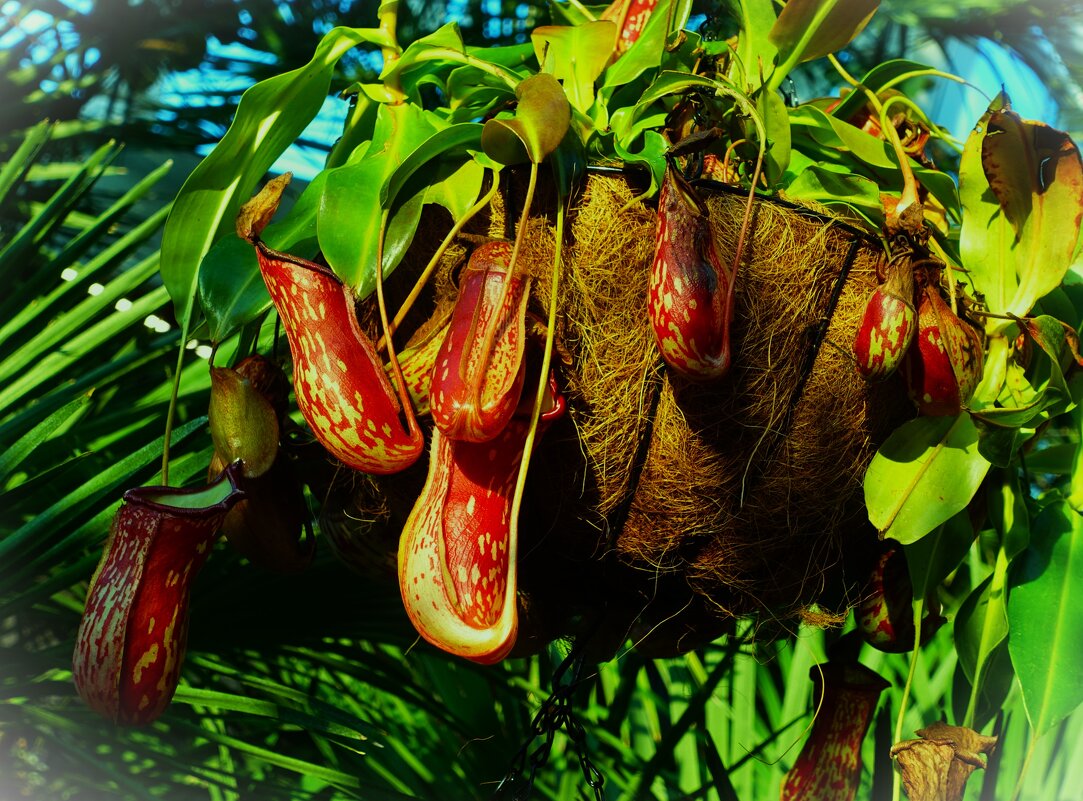 Непентес(Кувшиночник) - Aida10 