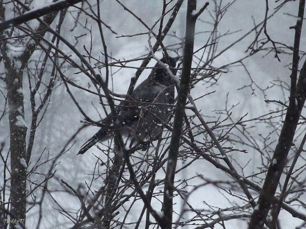 В ожидании сыра... - Freddy 97 В ожидании сыра... - Freddy 97