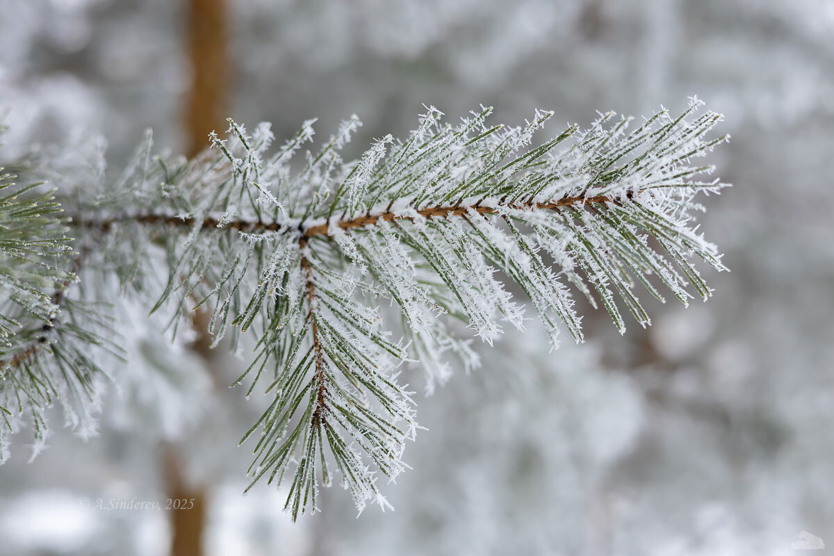 Сосновые иголки в инее - Александр Синдерёв