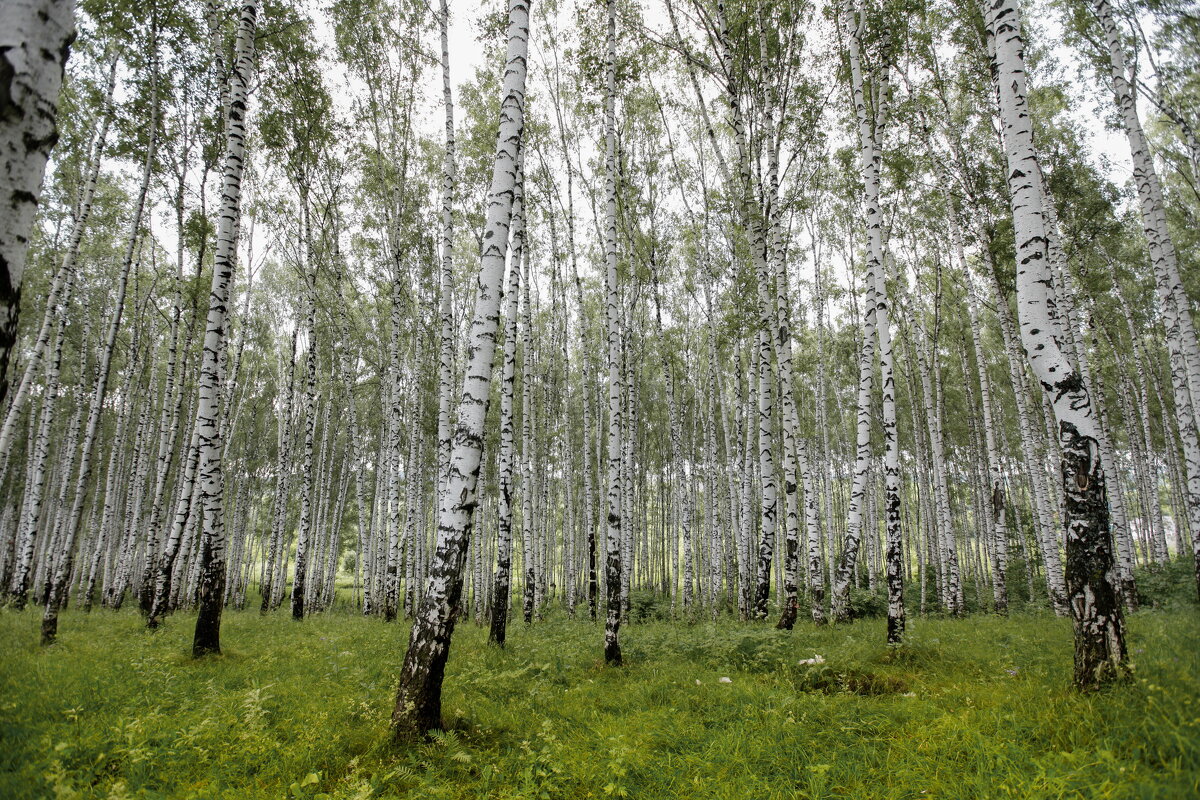 Русские березки - Вячеслав Владимирович
