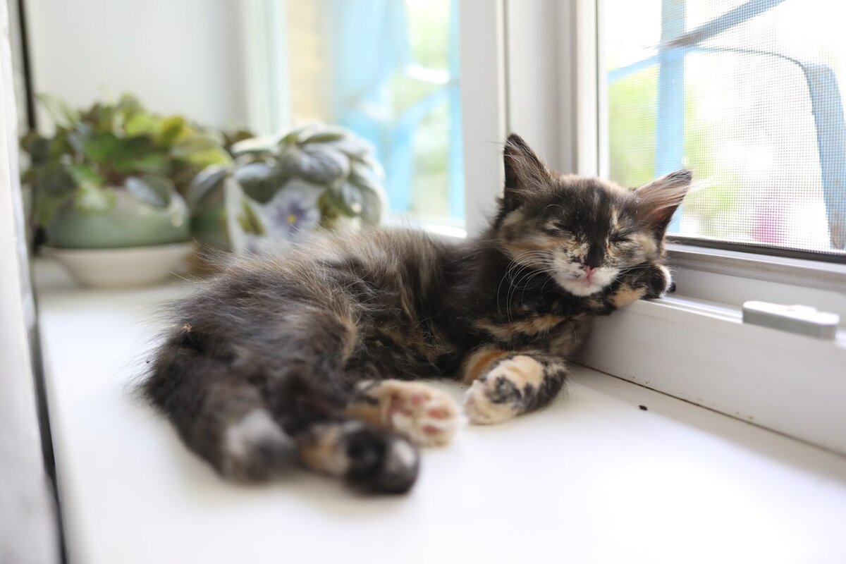 Пушистый клубочек Алиса - Вячеслав Владимирович