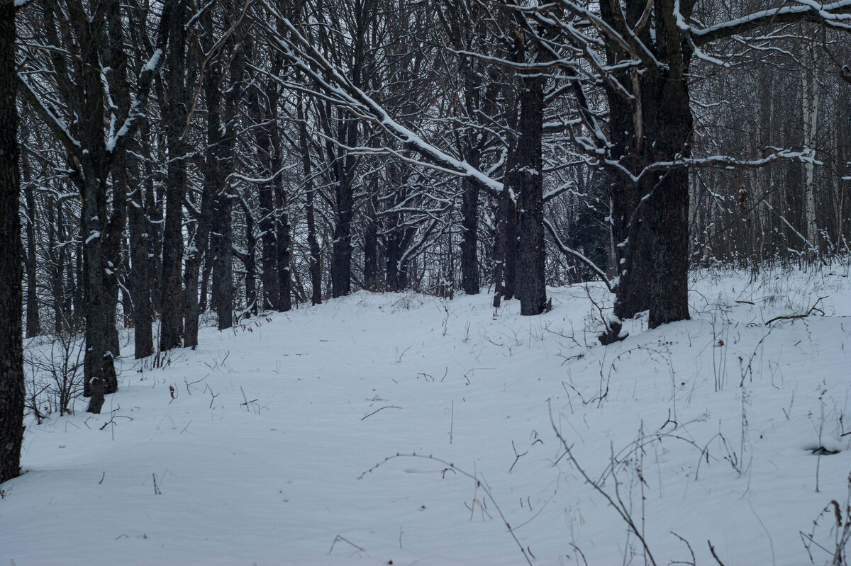 Зимний лес - Дмитрий Ряховский Зимний лес - Дмитрий Ряховский