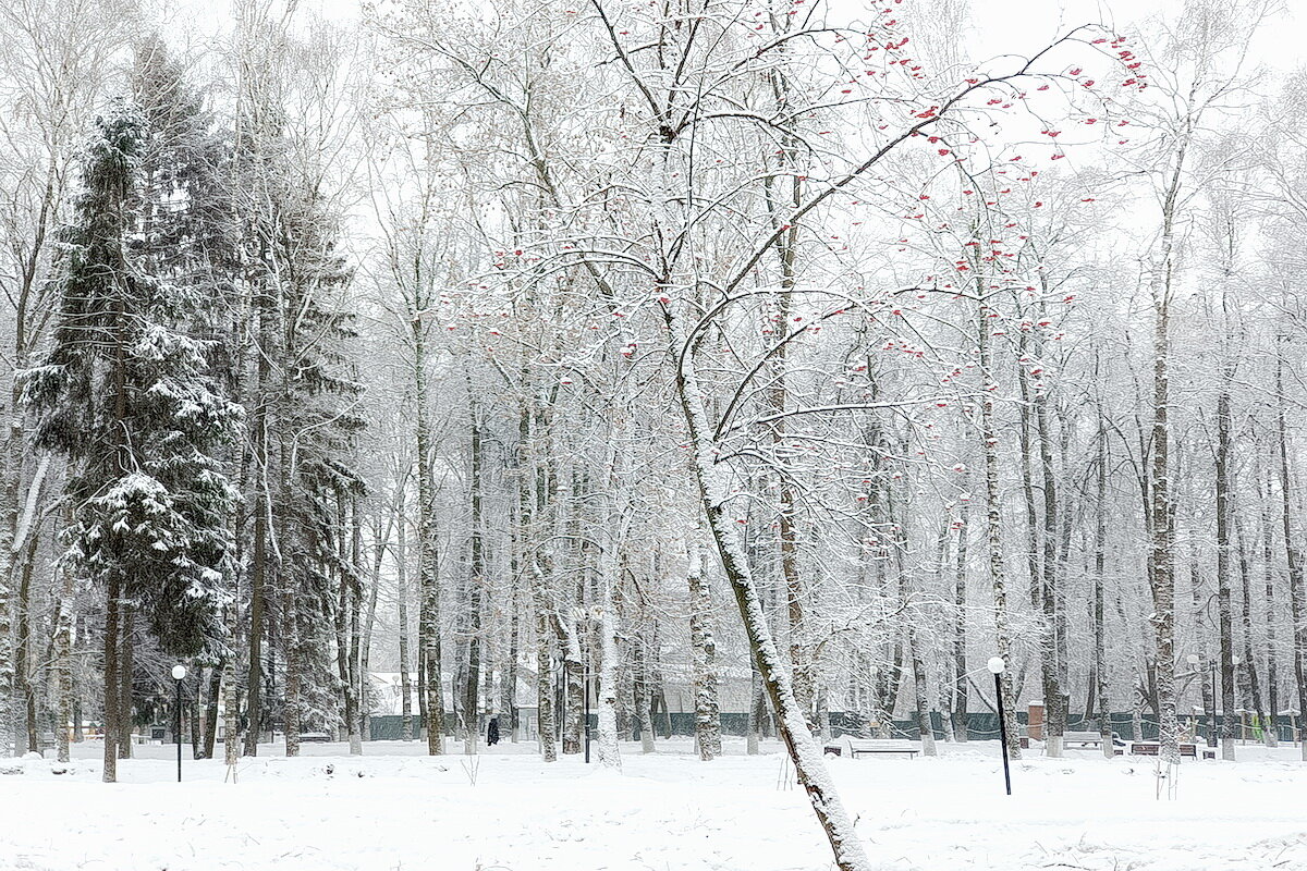 В парке... - Владимир Шошин В парке... - Владимир Шошин