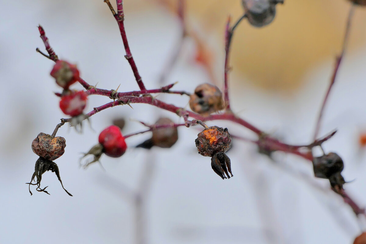 флора февраля 25 3 - Александр Прокудин флора февраля 25 3 - Александр Прокудин