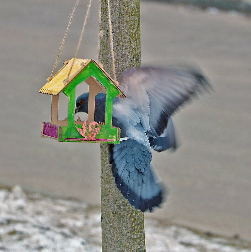 Танцы вокруг кормушки - Светлана 