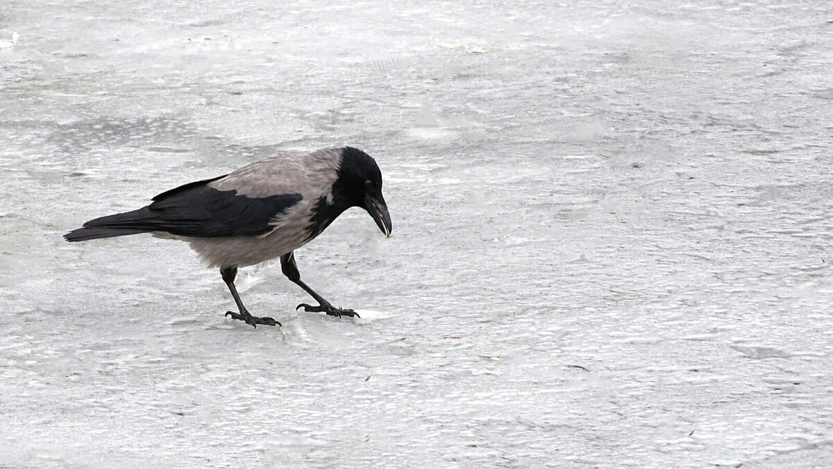 Ворона в раздумьях. - Милешкин Владимир Алексеевич Ворона в раздумьях. - Милешкин Владимир Алексеевич