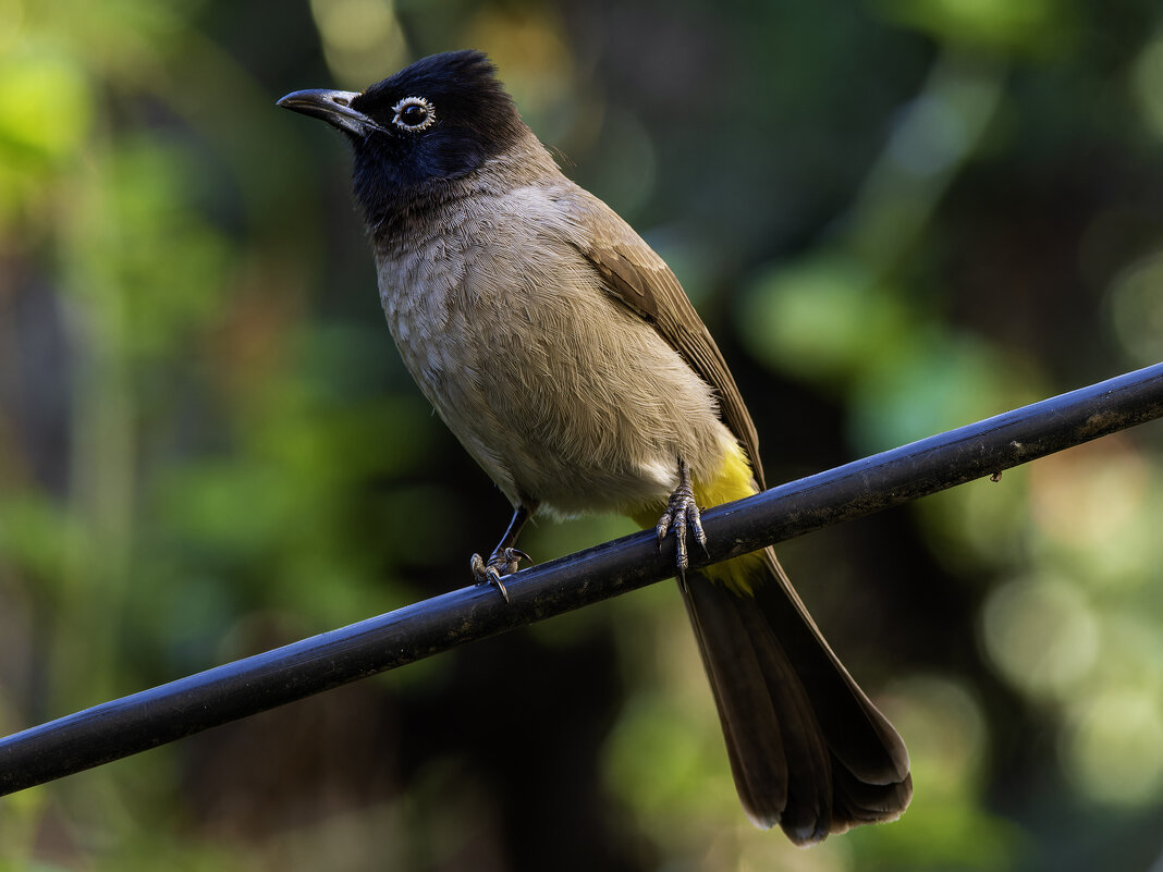 Бюльбюль желто-поясничный. - Alexander Amromin