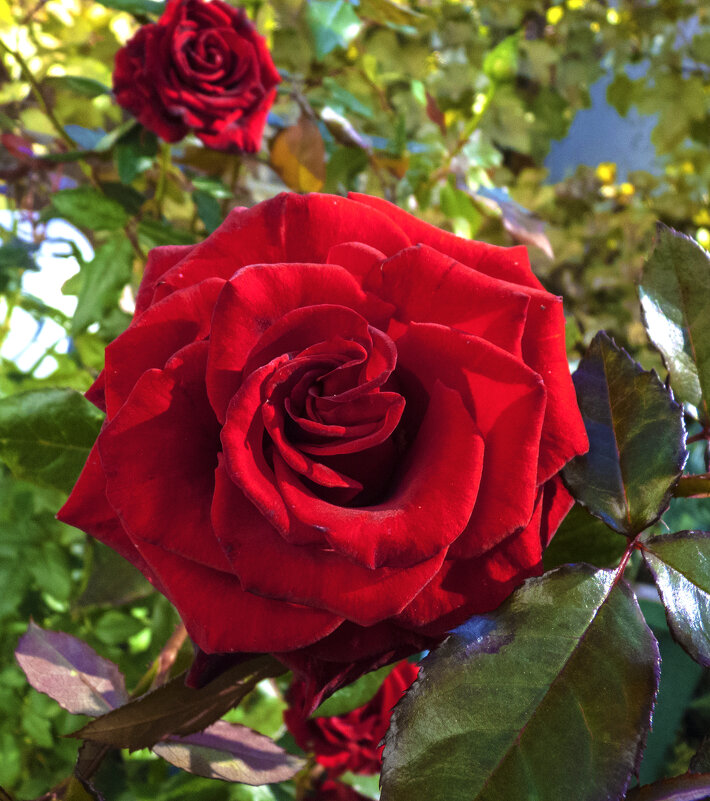 Алая роза - Валентин Семчишин Алая роза - Валентин Семчишин