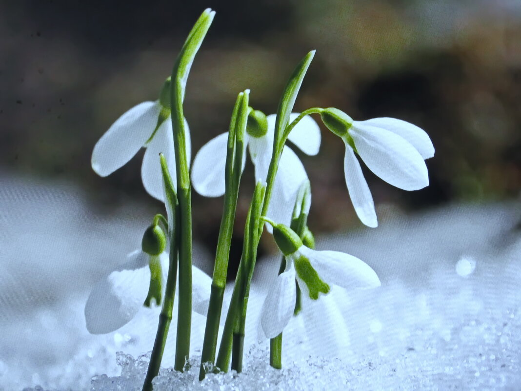 Подснежники - Людмила Смородинская