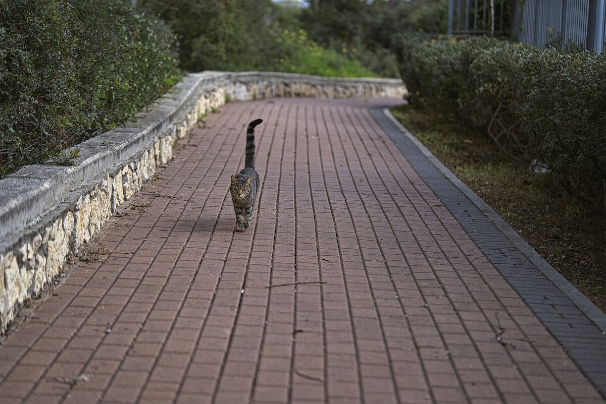 Из жизни кошек Израиль 2025г - ujgcvbif 