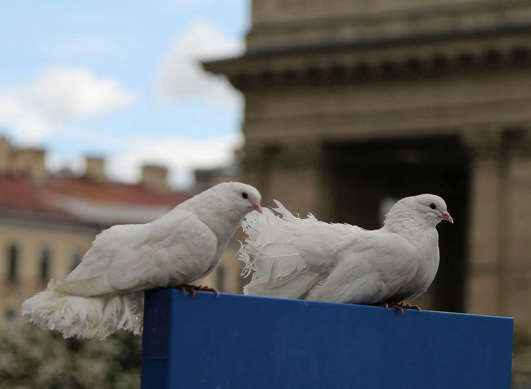 На Невском, фотосессия - ZNatasha -