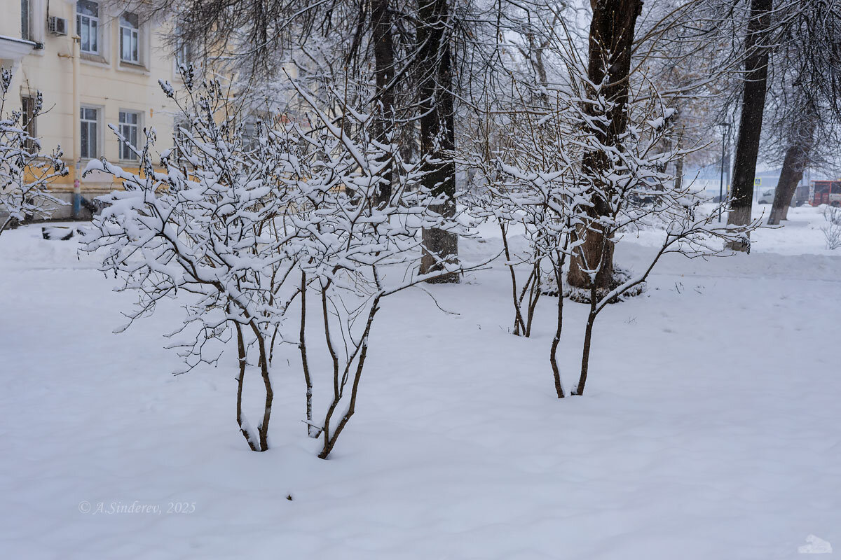 Заснеженные кустарники - Александр Синдерёв Заснеженные кустарники - Александр Синдерёв
