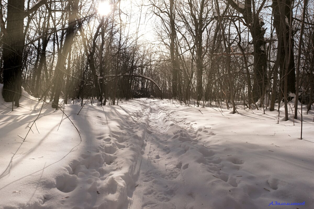 На тропинках февраля... - Андрей Заломленков На тропинках февраля... - Андрей Заломленков