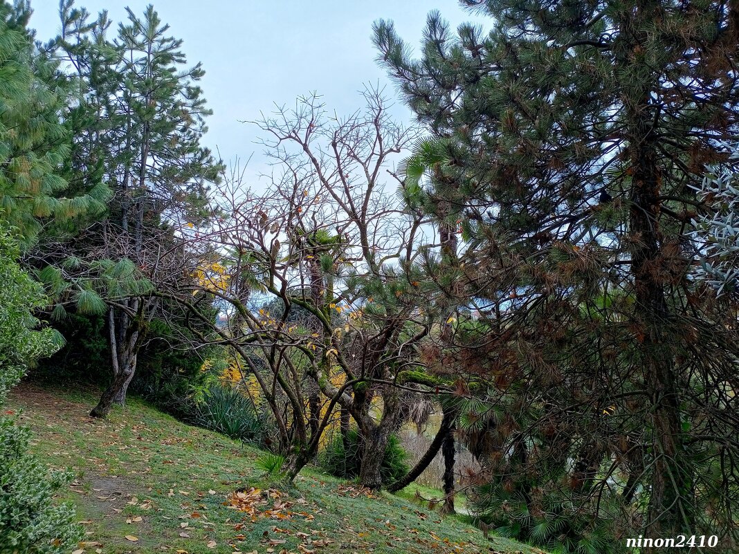 Адлер. Дендропарк "Южные культуры" - Нина Бутко