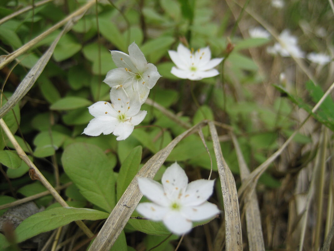 Арктический звездоцвет - Anna Ivanova