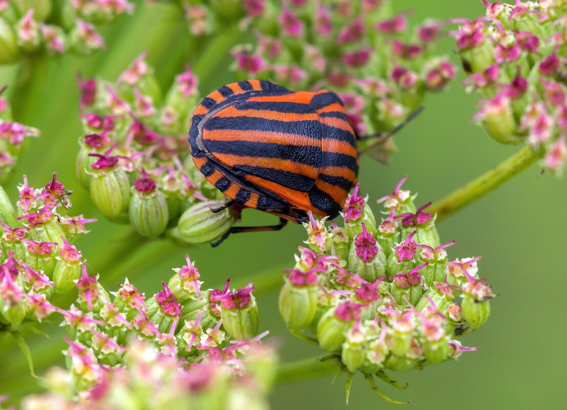 Краски лета. - Алексей Трухин