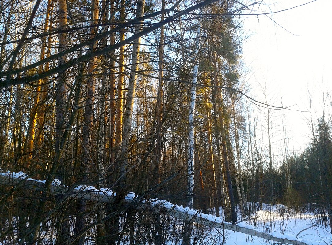 сюжет - Владимир 