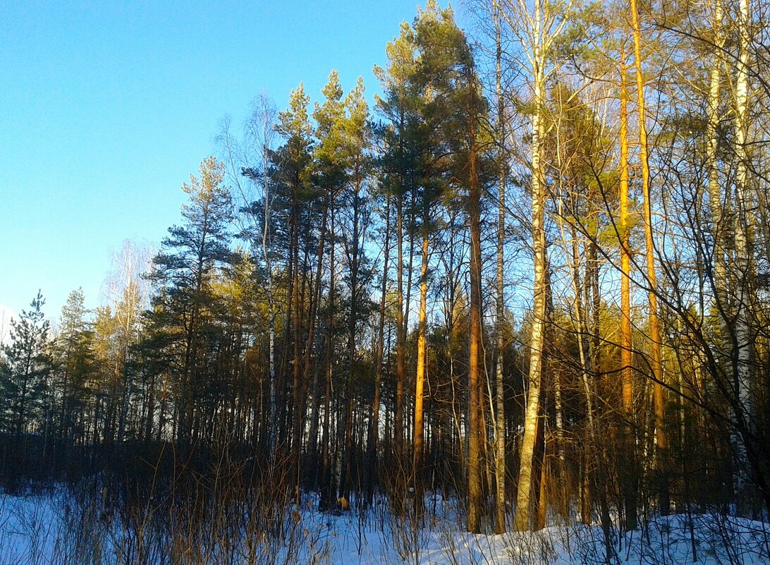 сосны - Владимир 