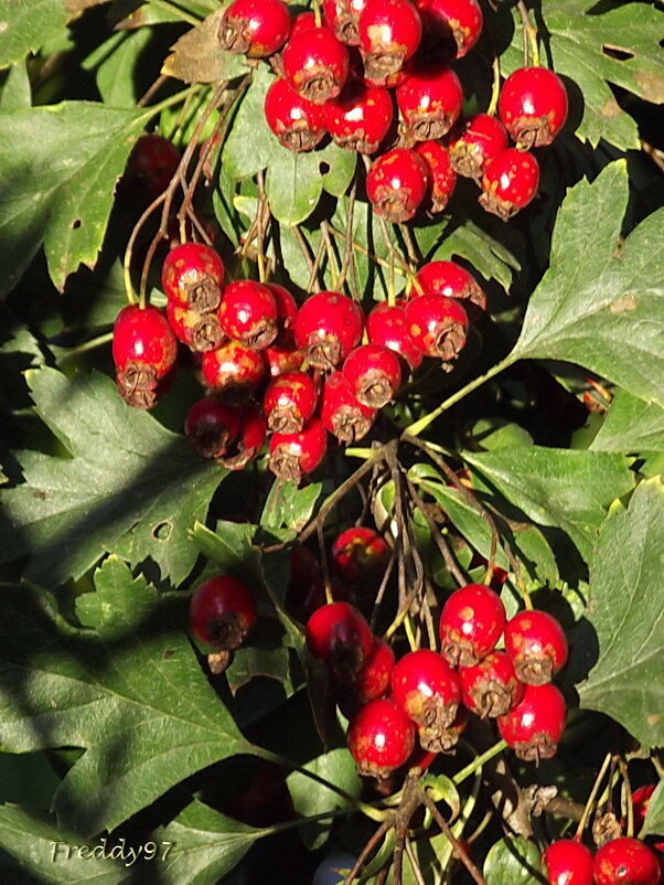 Боярышник - Freddy 97