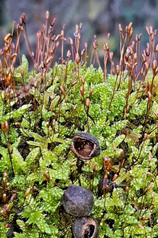 Январь в Сочи - Tata Wolf