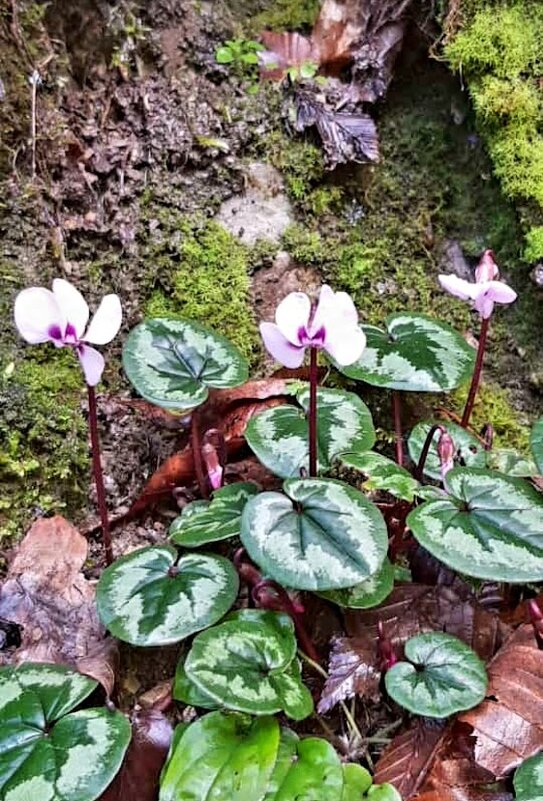 Январь в Сочи - Tata Wolf