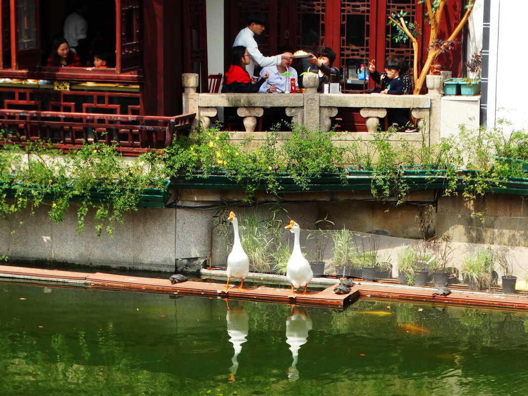 Дичь, живая. Шанхай - svk * Дичь, живая. Шанхай - svk *