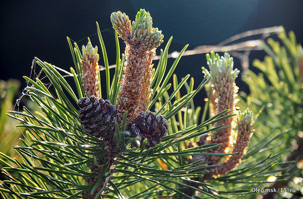у природы свои законы - Олег Лукьянов у природы свои законы - Олег Лукьянов