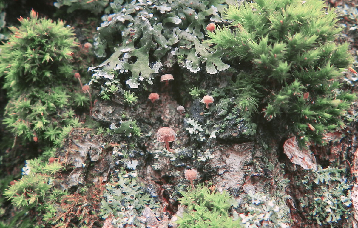 грибочки в феврале - Лера грибочки в феврале - Лера