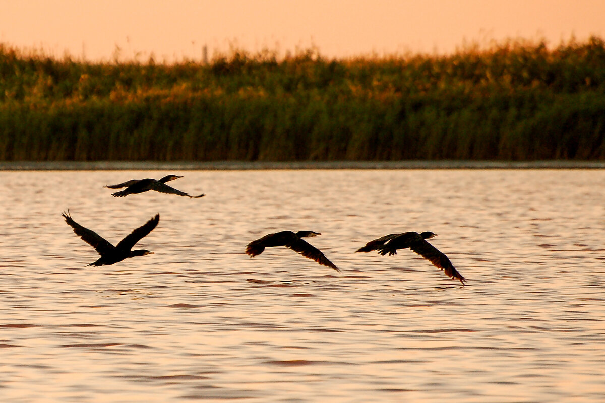 Бакланы. - Сергей Воротников Бакланы. - Сергей Воротников