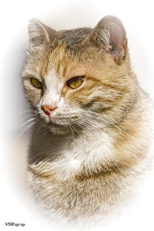 Beauty from a neighboring courtyard - Shmual & Vika Retro Beauty from a neighboring courtyard - Shmual & Vika Retro