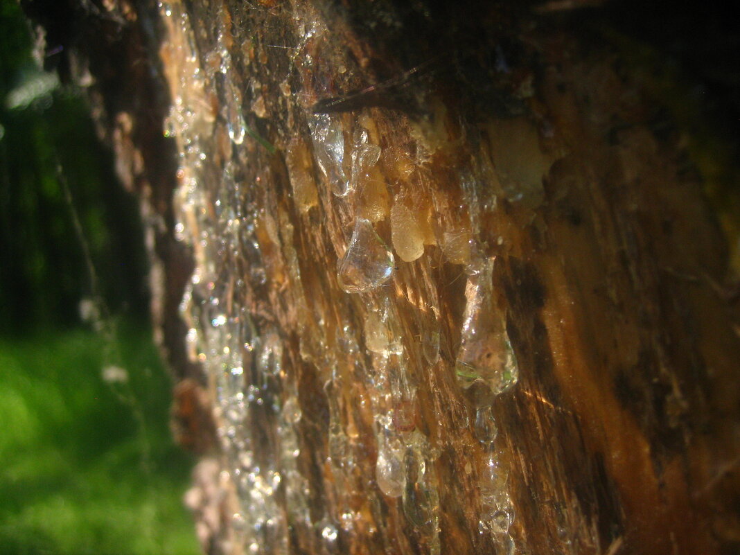 капли смолы - Александр Кольцов