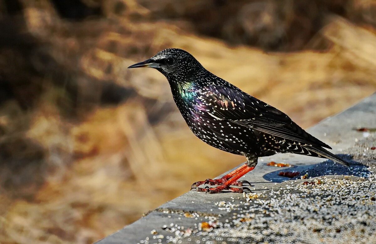 На юге и Зимой хорошо... - Николай Саржанов На юге и Зимой хорошо... - Николай Саржанов