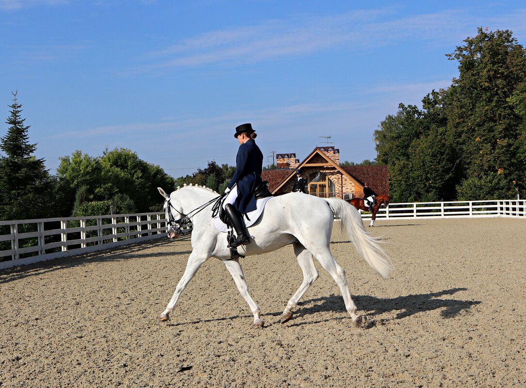 Выездка - Владимир59 Выездка - Владимир59