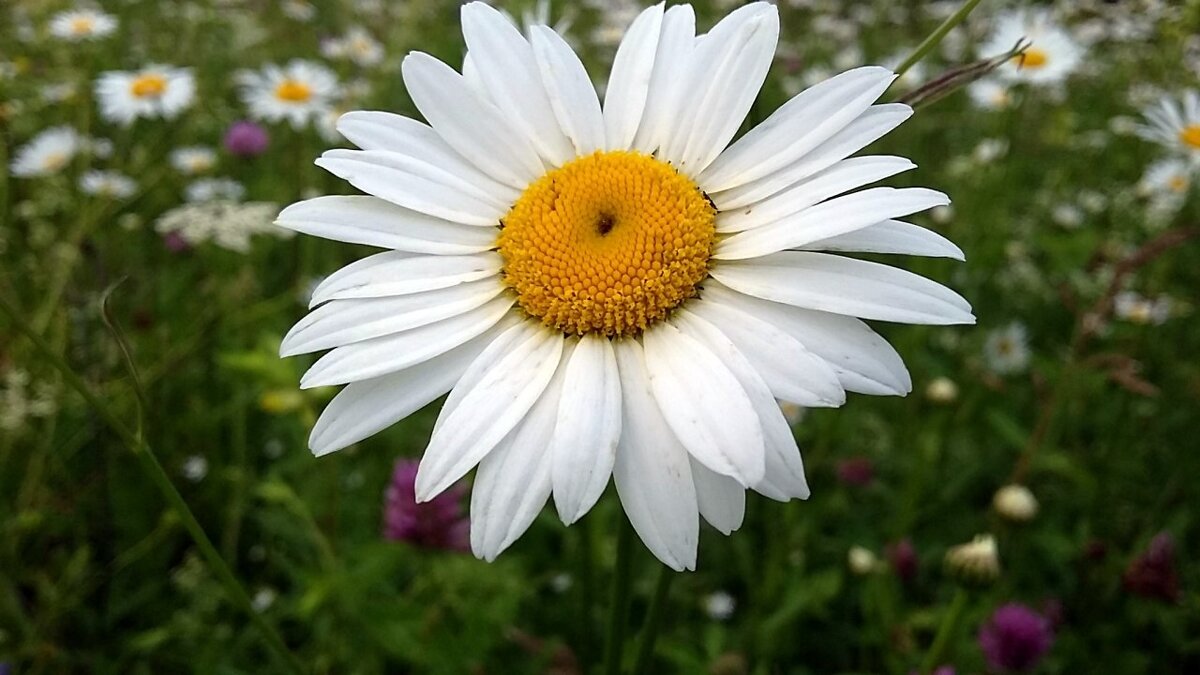 *** Р О М А Ш К А *** - Olga Oskolkova