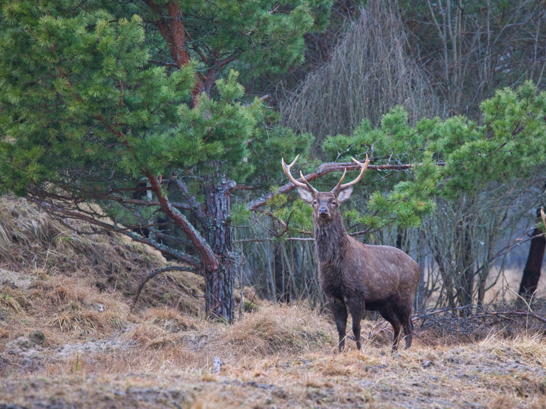 Олень благородный - Alexander Asedach Олень благородный - Alexander Asedach
