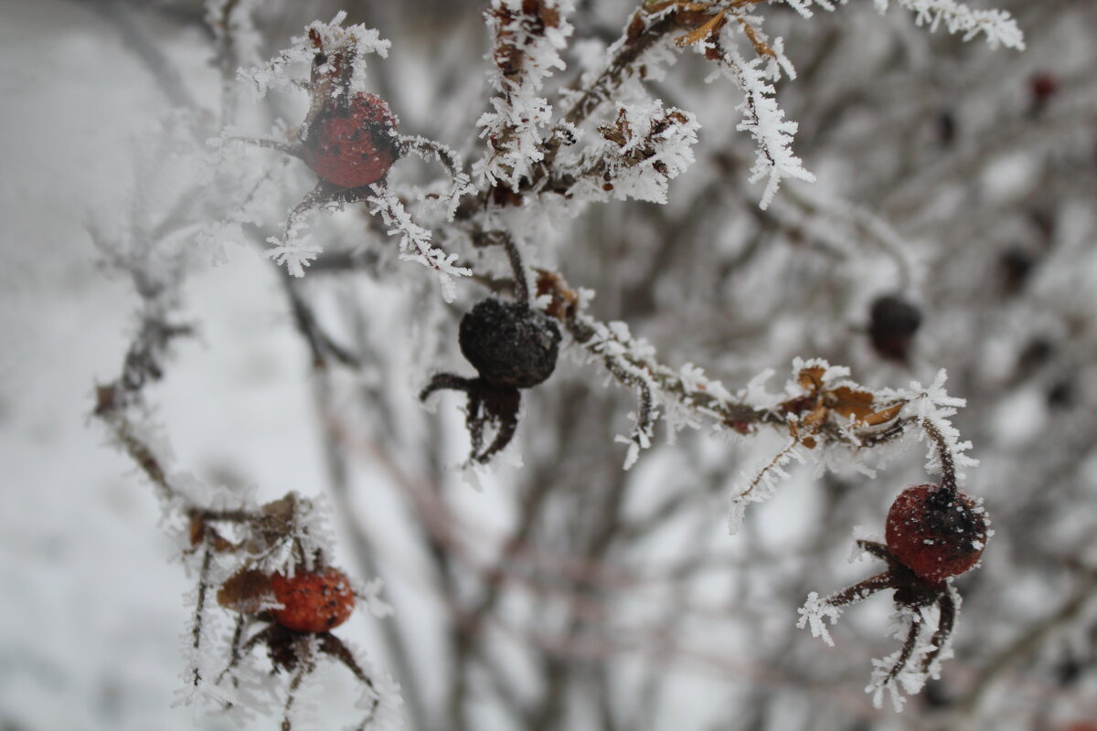 Жучки:) - Алексей Медведев