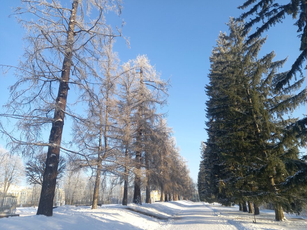 Зима - Сапсан 