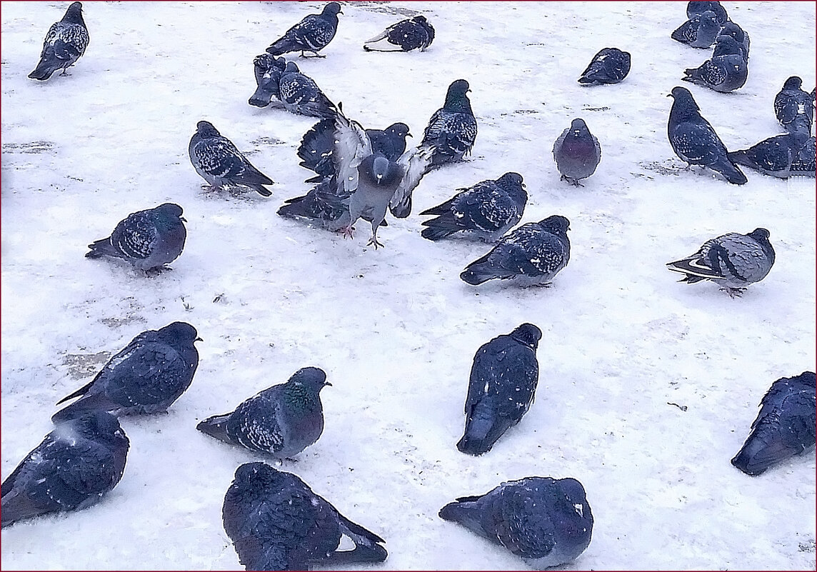 Агрессивный голубь! - Валентина Нефёдова Агрессивный голубь! - Валентина Нефёдова