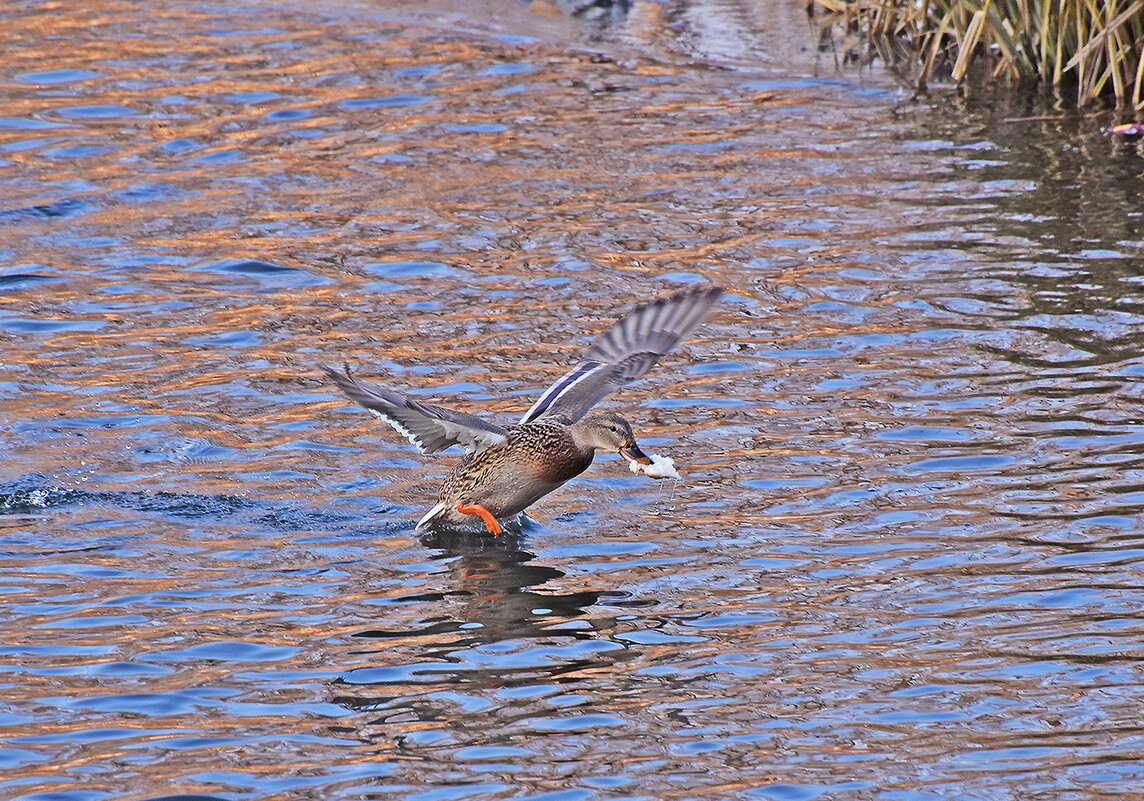 Повезло! - Валентина Нефёдова Повезло! - Валентина Нефёдова