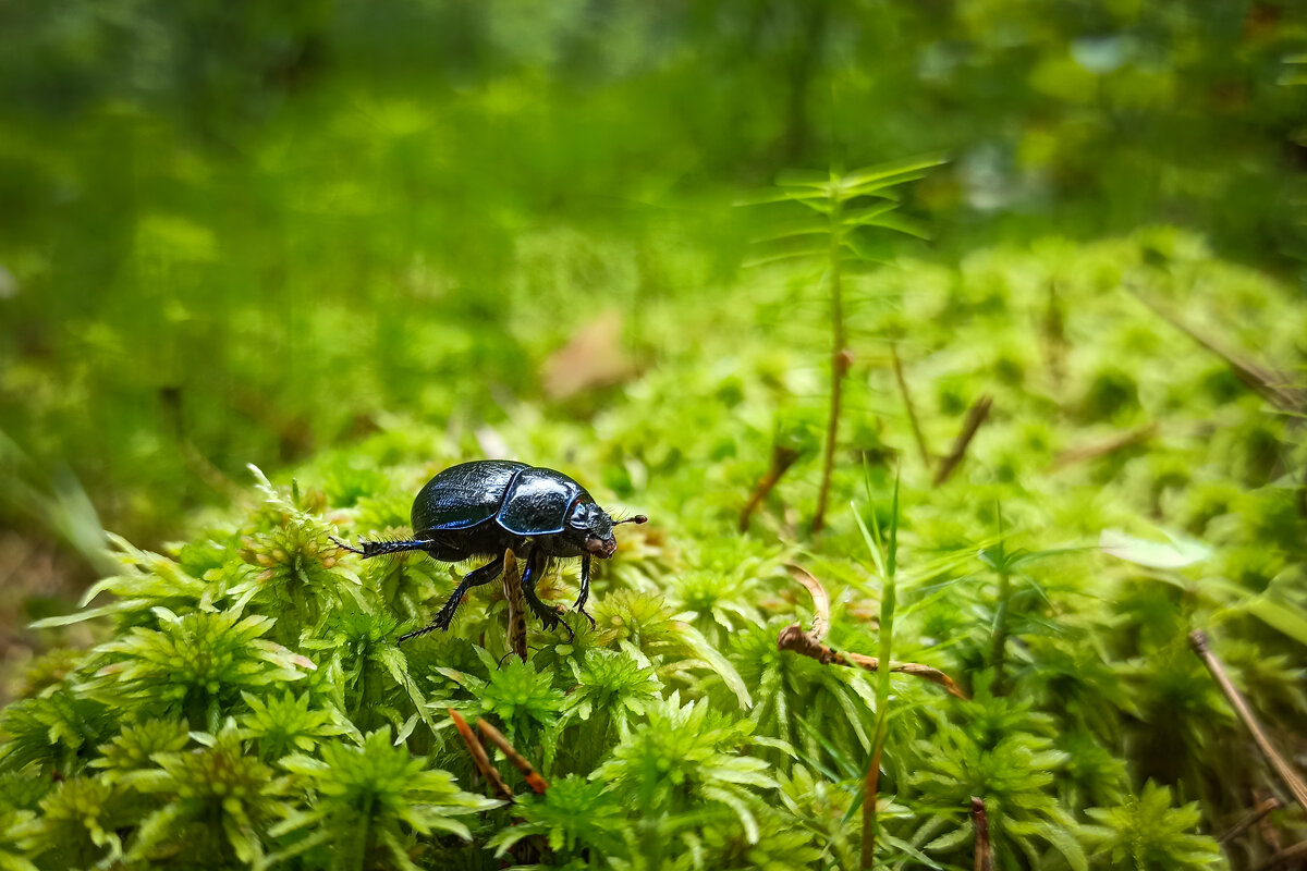Российский Скарабей. Или по нашему, Жук навозник лесной! :) - Alexandr Gunin