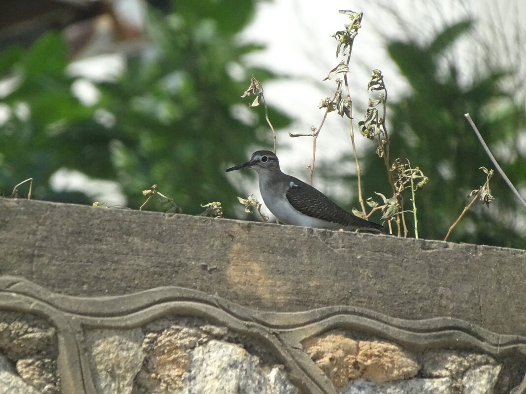 Перевозчик - Иван Литвинов Перевозчик - Иван Литвинов
