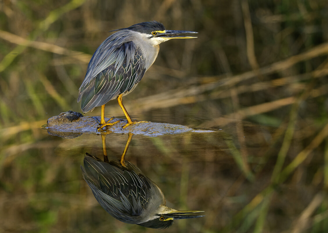 Зелёная кваква. - Alexander Amromin