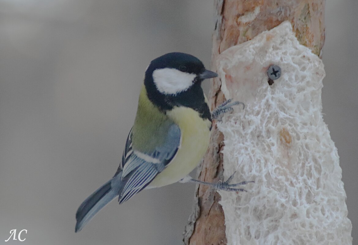 Зимнее лакомство - Любовь Сахарова