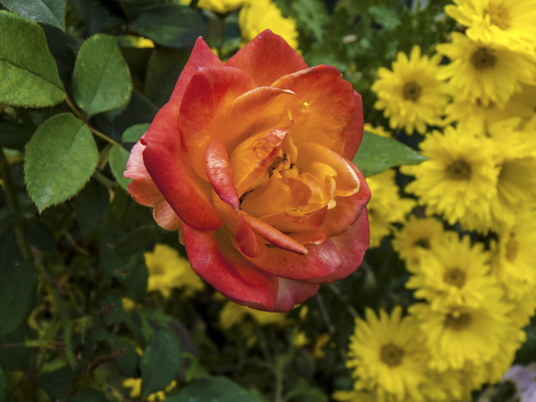 Розочка и Хризантемы - Валентин Семчишин Розочка и Хризантемы - Валентин Семчишин